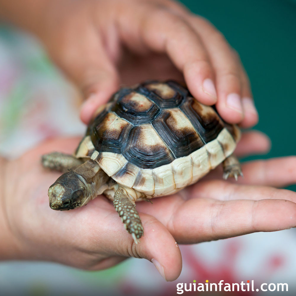 Meyella biografía Faial Cuentos y otras actividades divertidas con tortugas para los niños