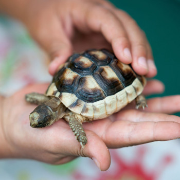 Cuentos y otras actividades divertidas con tortugas para los niños