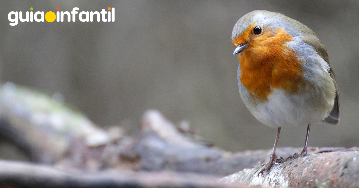 ¿Cuándo es el Día Mundial de las Aves?