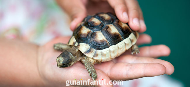 Cuentos y otras actividades divertidas con tortugas para los niños