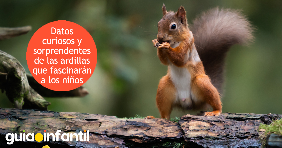 Datos fascinantes de las ardillas para niños