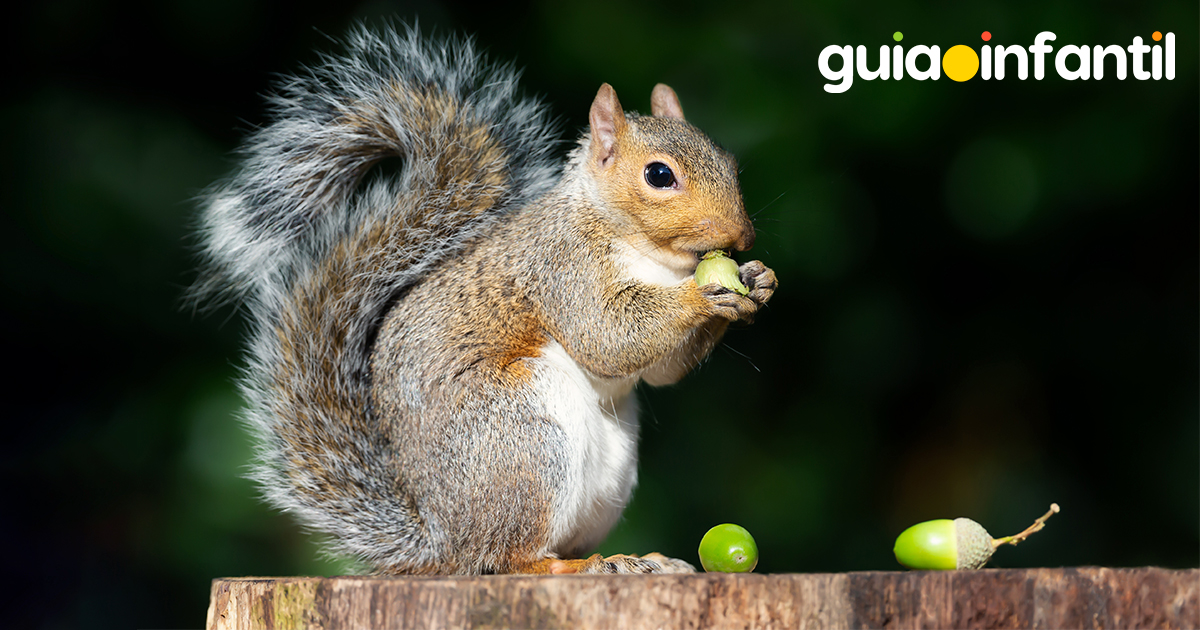 Día Mundial de las Ardillas para niños