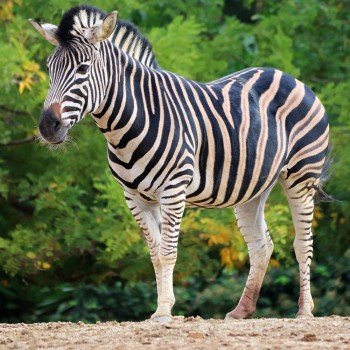 Divertidas actividades, datos y curiosidades sobre la cebra para niños