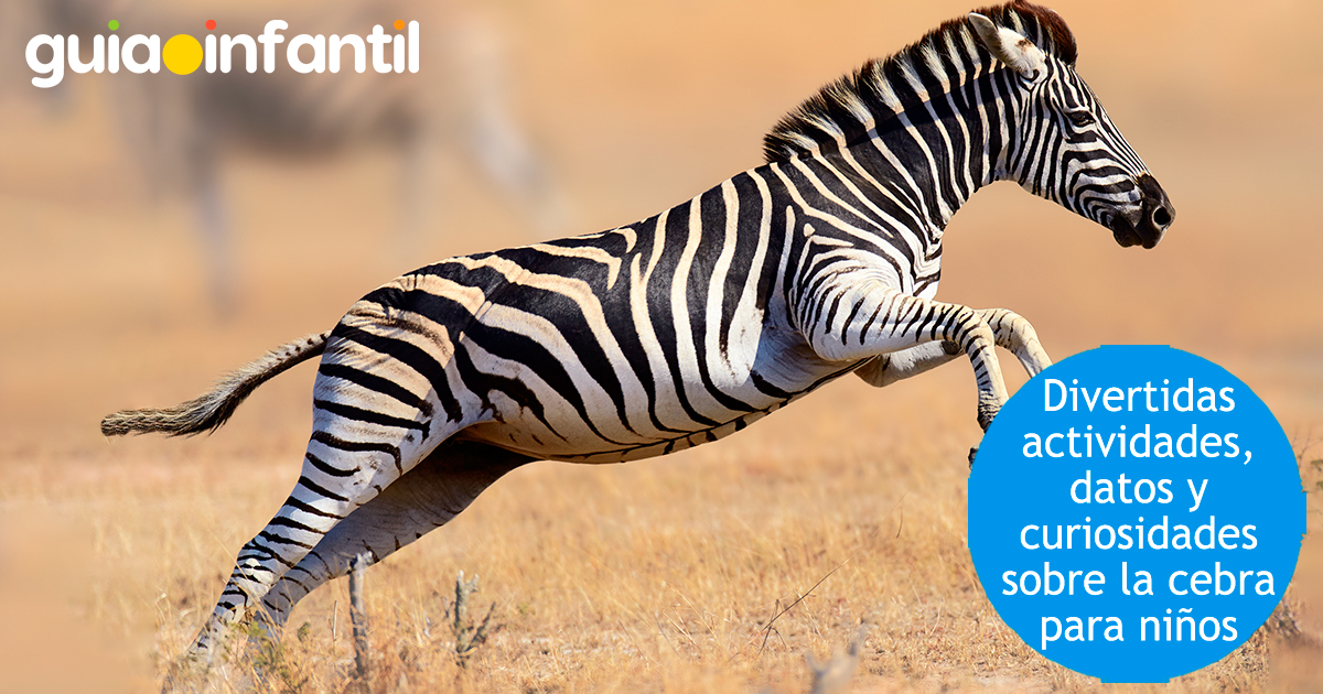 Actividades con cebras para niños