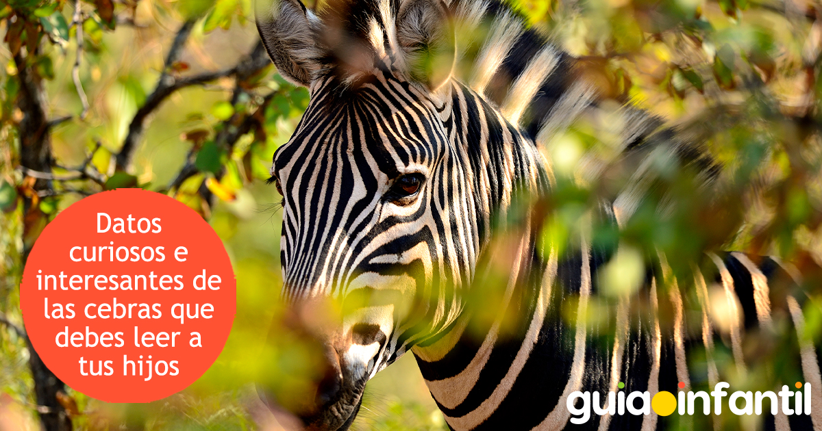 Datos curiosos de las cebras para niños