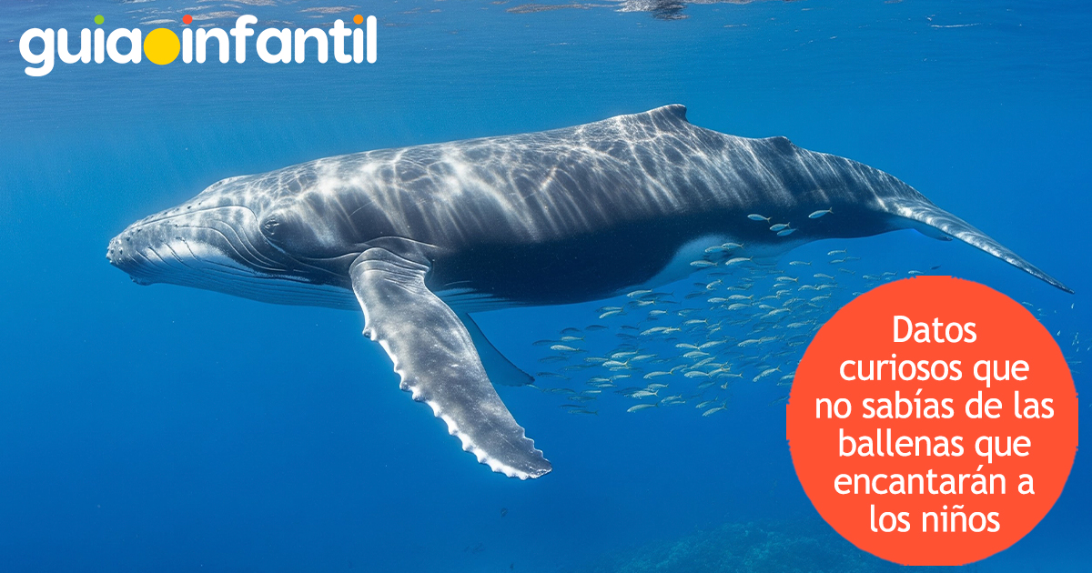 Datos que no sabías de las ballenas para niños
