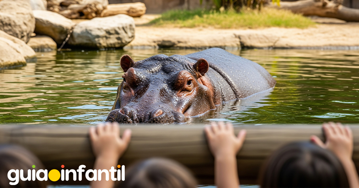 ¿Cómo son los hipopótamos?
