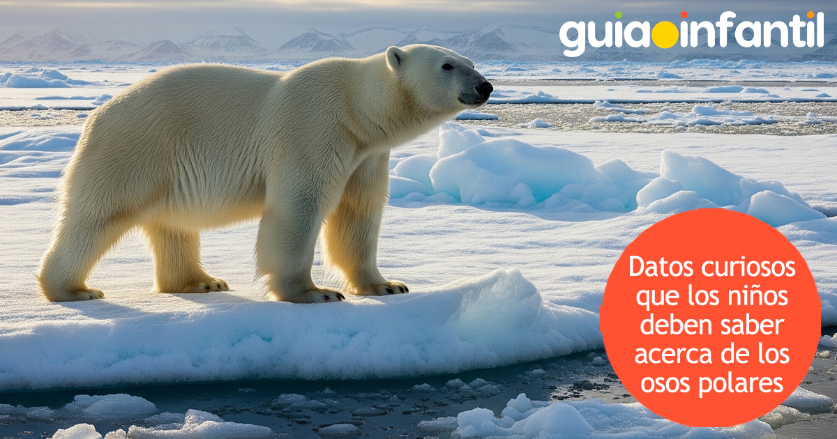 Curiosidades de los osos polares para niños