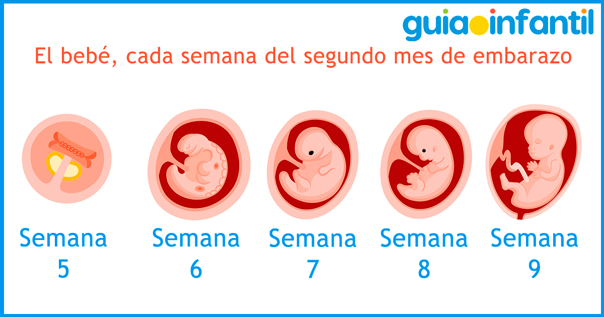 El embrión semana a semana del embarazo