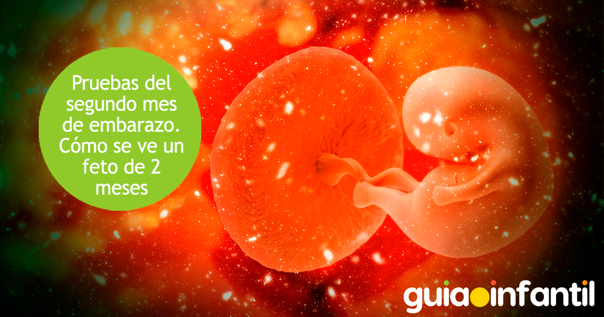 Pruebas del segundo mes de embarazo