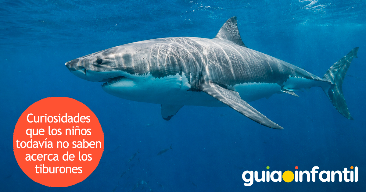 Curiosidades de los tiburones para niños