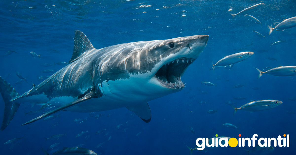Cuál es la alimentación de los tiburones