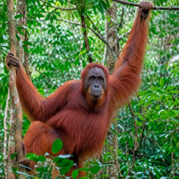 El orangután para niños - Cómo vive, qué come y actividades educativas
