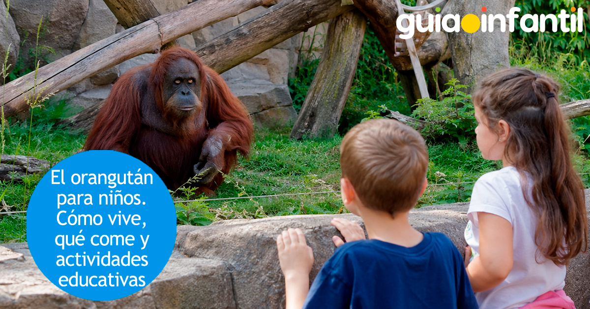 Todo sobre el orangután