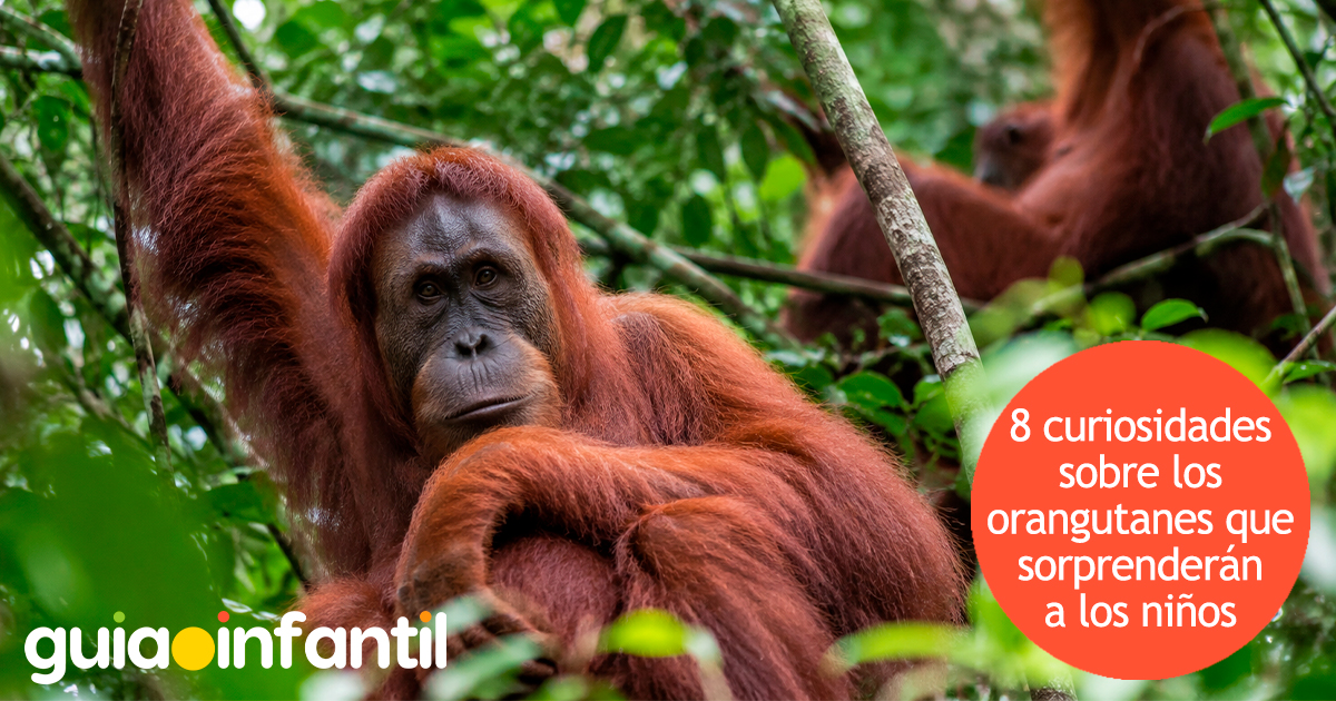 Curiosidades del orangután para niños