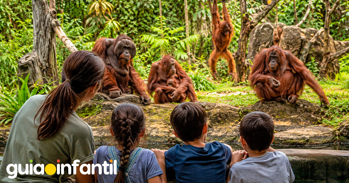 Todo sobre el orangután