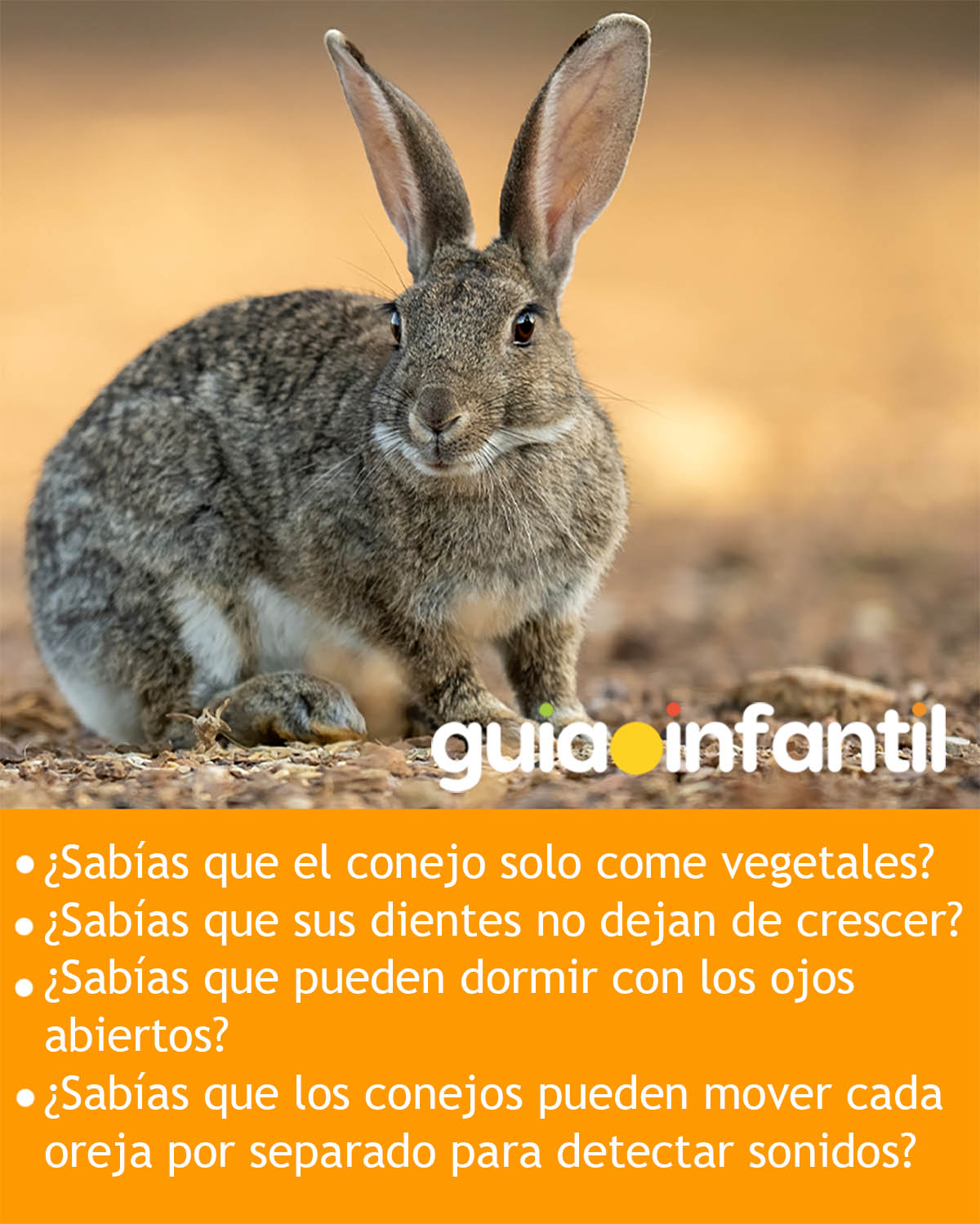 la vida de los conejos para niños