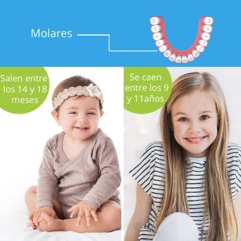 La segunda molar sale entre los 14 y 18 meses de edad y se cae entre los 9 y 11 años