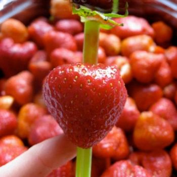 Técnica de la paja para quitar el corazón de las fresas