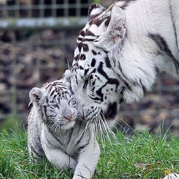 Tigre Blanco con su cachorro