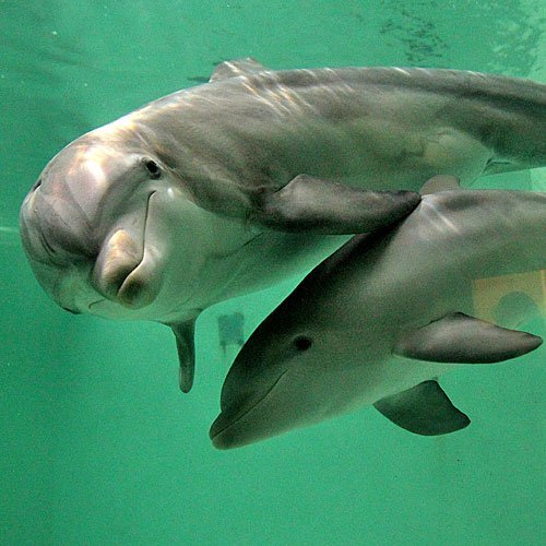 Parto acuático de las mamás delfín