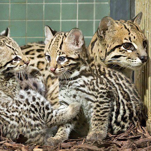 Crías de guepardo con su madre