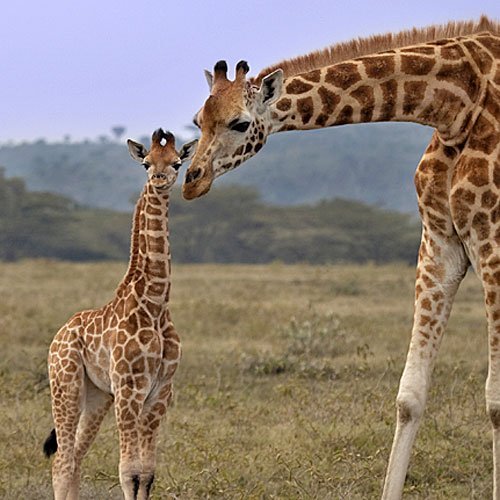 Una jirafa se inclina para atender a su cría