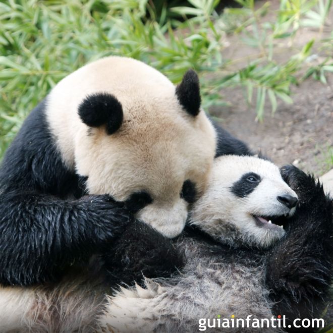 Oso panda jugando con su madre