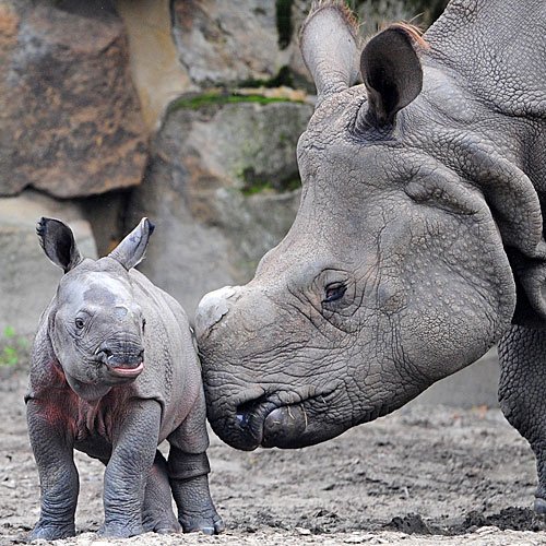 Mamá rinoceronte ayuda a su cría a caminar