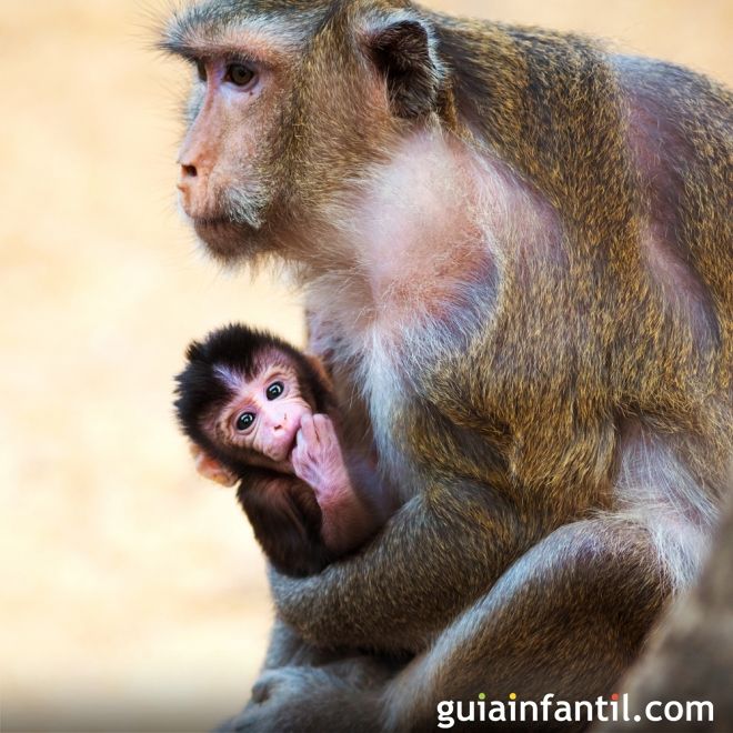 Monito en brazos de su madre