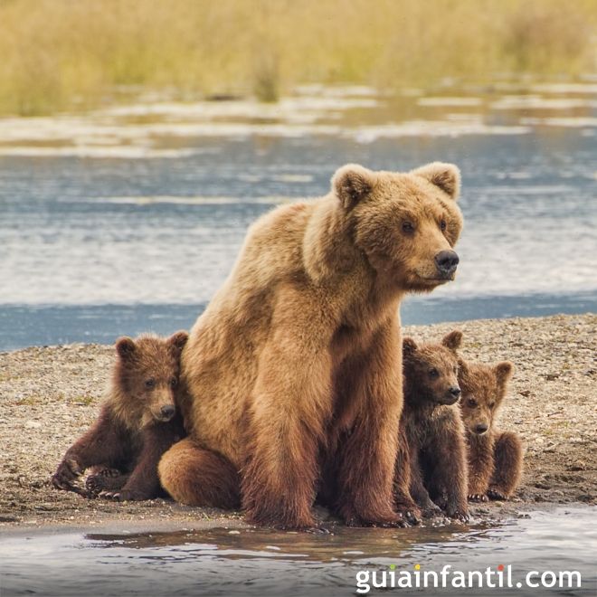 Un baño para mamá y sus ositos