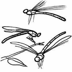 Dibujo con libélulas para imprimir