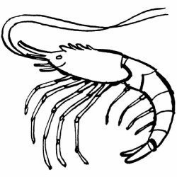 Dibujo para pintar una gamba