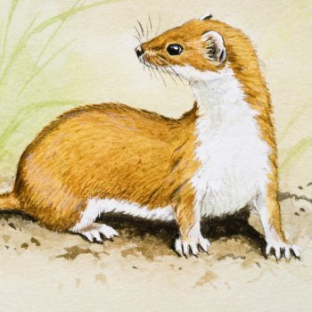 La comadreja en un granero