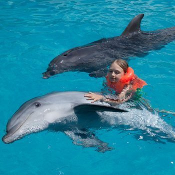 Terapias con delfines en niños con alguna discapacidad