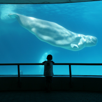 Soñar con ballenas. Interpretación de los sueños infantiles