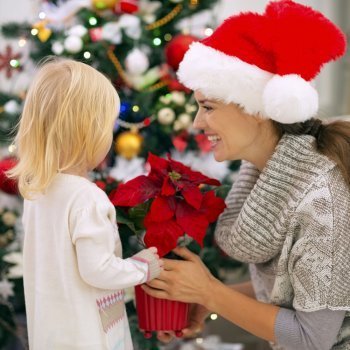Flor de Pascua. Origen de una tradición navideña