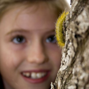 Las orugas procesionarias. Cómo afectan a los niños