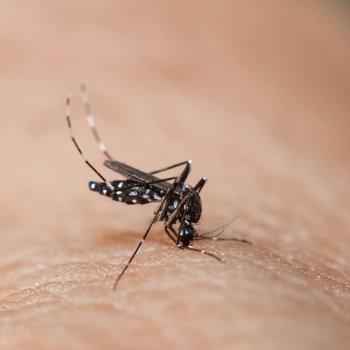 Causas, síntomas y tratamiento del Zika virus