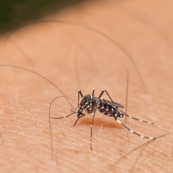 Virus de Zika. Qué es y cómo se contagia