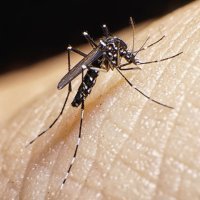 Virus de Zika. Resolvemos tus dudas sobre zika virus