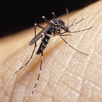 Virus de Zika. Resolvemos tus dudas sobre zika virus