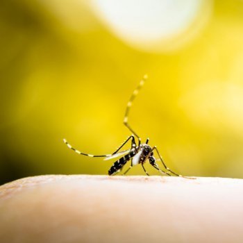 El virus del Zika. Todo lo que necesitas saber