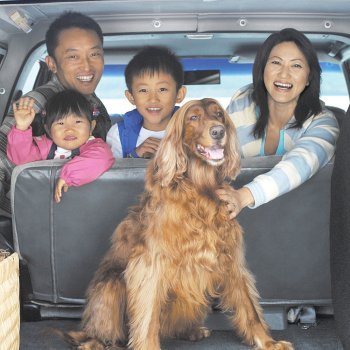 Viajar con mascotas y con toda la familia
