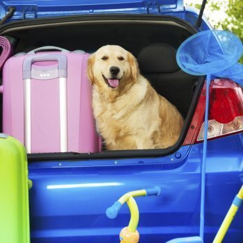 Viajar con mascotas en coche y en avión