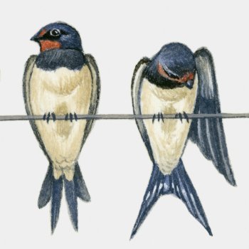 La golondrina y los pájaros. Fábula de La Fontaine