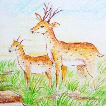 Bambi