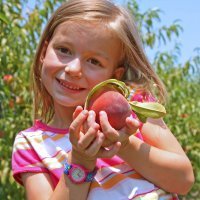 Beneficios del albaricoque y el melocotón para los niños