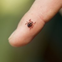 Cómo curar las picaduras de garrapata en los niños