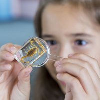 Escorpiones que pueden afectar a los niños en España